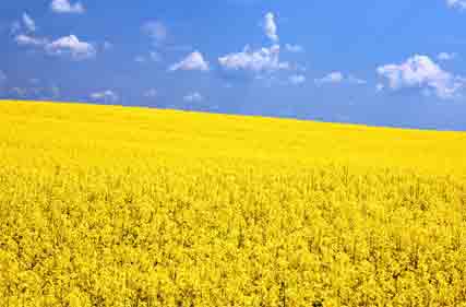Third straight year of strong commodity prices but farmers wary of rising inputs