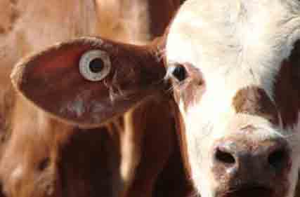 Livestock agent and producers fined on traceability offences