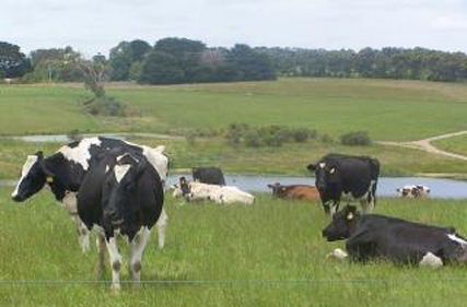 dairy-cows