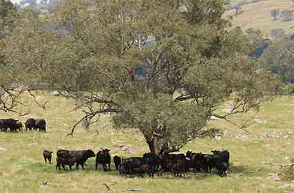 Cows-under-tree