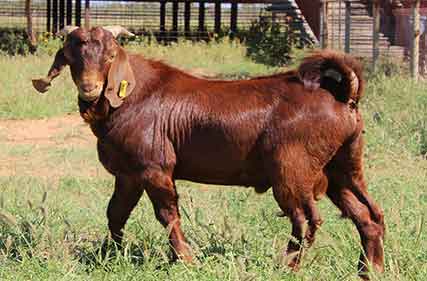 Going Ahead with Goats sale to go ahead despite flooding