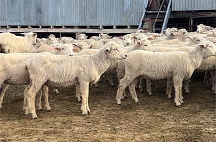 First-cross-ewe-lambs-NSW