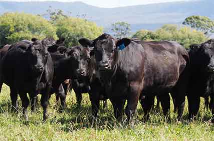 Farmers urged to convert surplus grass to cash