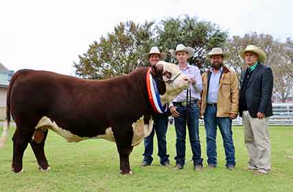 Hereford-national-sale-2022