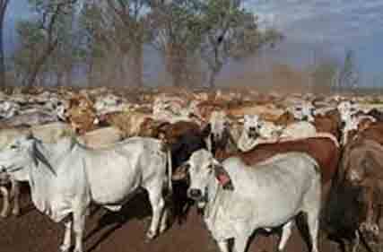 Foot and mouth disease threat looms as Indonesia confirms cases