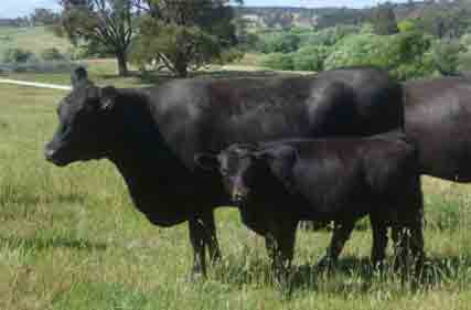 Industry scorecard on animal care, economic resilience and stewardship