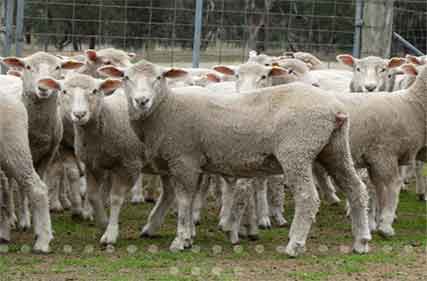 Glenellen-ewe-lambs-