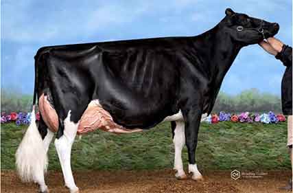Holstein-photo-comp