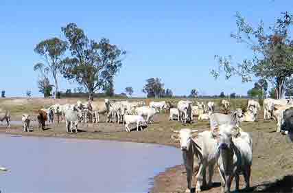 Cattle-on-dam