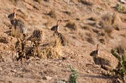 Who was responsible for Australia’s iconic rabbit plague?