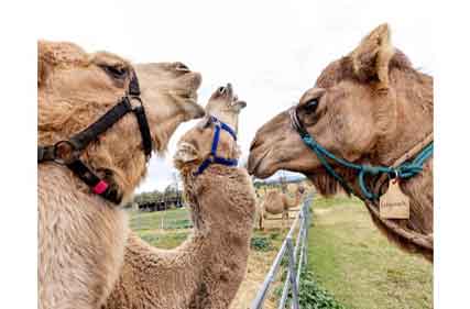 Celebrate flavours, food and faces at Buy from the Bush festival