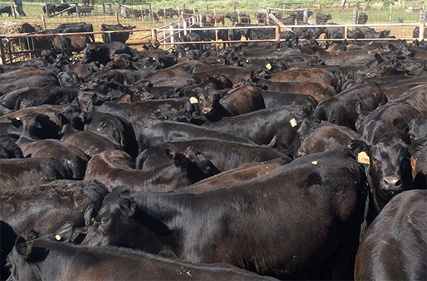 Enhanced EBVs for Angus cattle in Australia and New Zealand - Seedstock ...