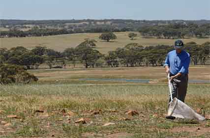 Farmers urged to be on the lookout for signs of plague locusts following activity