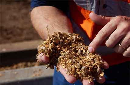 Nation’s biggest feedlot trial to reduce methane emissions