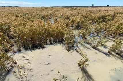 Subtle changes in wet weather linked to occurrence of drought ...