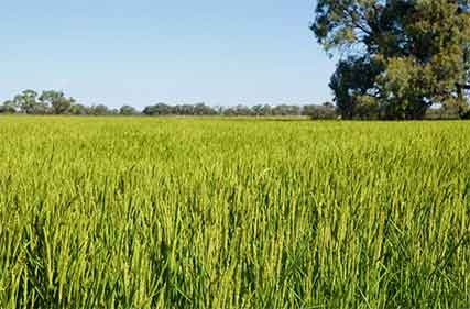 SunRice not to enforce washout fee as wet weather delays rice plantings