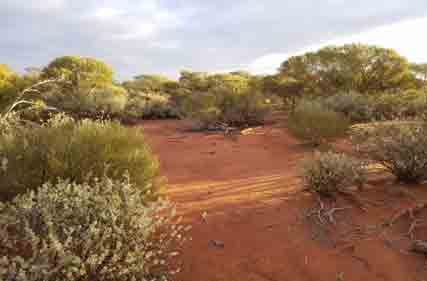 Investors urged to consider dairy, carbon and Northern Territory cotton