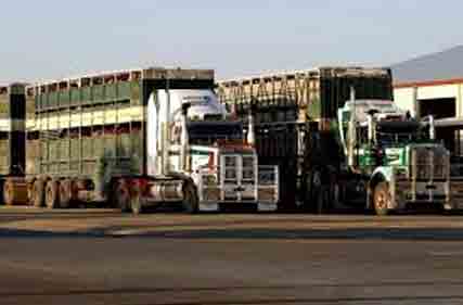 Accident rate rises as 14 crashes involving livestock transports in first four months of 2024
