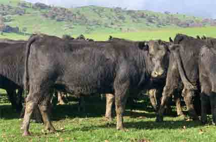 Budget has significant implications for grass fed beef industry
