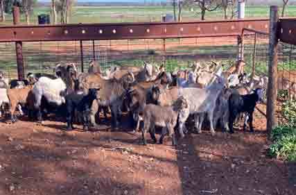 Goat extension officer appointed to service Western NSW