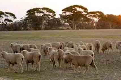 Red tape facing WA farmers set to increase in July with cultural heritage laws