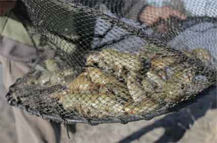Old opera house traps to be recycled into useful products for anglers