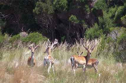National Feral Deer Action Plan welcomed at farmers conference