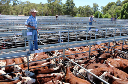 Cattle industry applauds decision to scrap Cultural Heritage Act