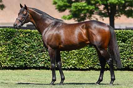 Shuttle stallions scrutinised as they enter Australia for breeding season