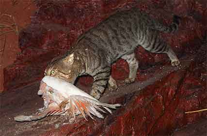 Feral cats responsible for death of 2 billion native birds, mammals and reptiles