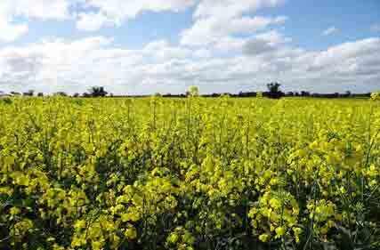 Winter crop harvest to be down 24 per cent on last year but canola prices high