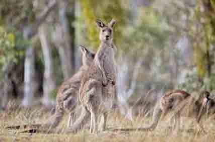 Action on kangaroo management needed now in South Australia