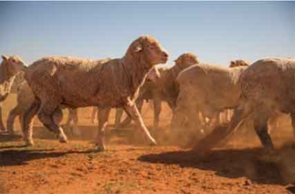 Average cash income for broad acre farms tipped to fall by 41 per cent