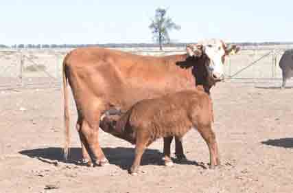 Have critical dates in mind for adjusting livestock numbers