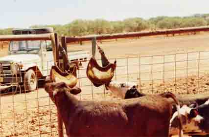 Building community resilience to drought in Northern Territory