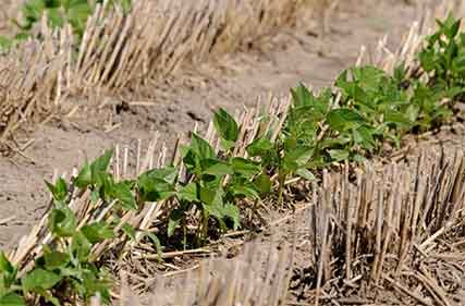 Range of world class biological inputs to increase under new partnership