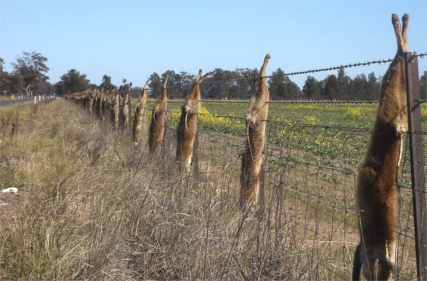 Pests and weeds costing farmers a combined $5.3 billion a year