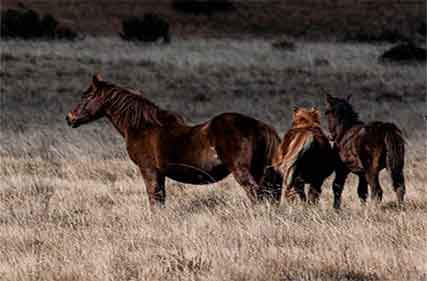 Survey reveals feral horse numbers in Kosciuszko park are 17,432