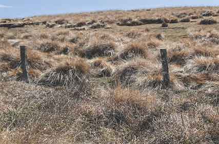 No love and all grass as farmers fight slow-moving bushfire