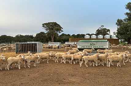Farmers outline what drought feeding strategies got them through