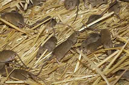 Mouse plague sweeps through WA and SA cropping regions