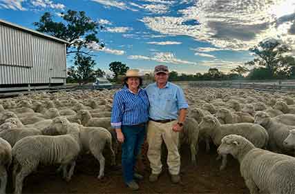Dohne carcase and wool profitability shines through to win iconic wether trial